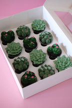 Succulent Garden Cupcake | Box of 12